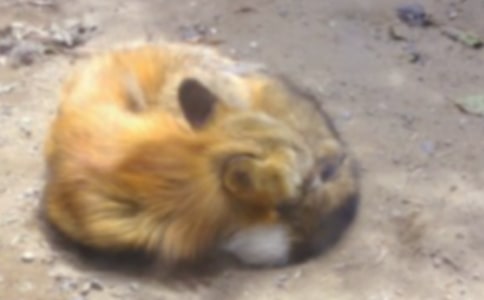 С����Сѧ����