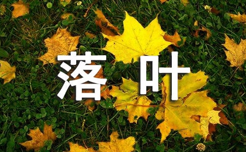 ��Ϯ��Ҷ�չ������