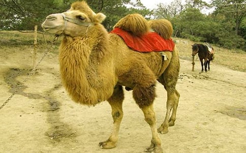 ���պ�������