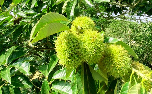 ����ũ���ֳ�һ���ģ���ѡ36ƪ��