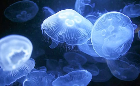 ��ˮĸΪ�������