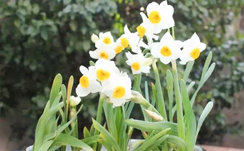 作文观察水仙花