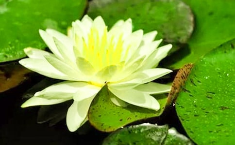 美丽的睡莲作文