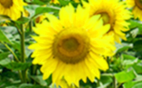 �۲����տ�������6ƪ