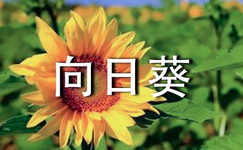 ���տ�����������