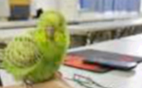 �Һ�����һֻС������