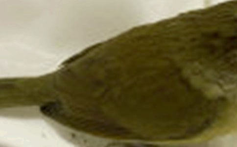 �Һ�����һֻС�������