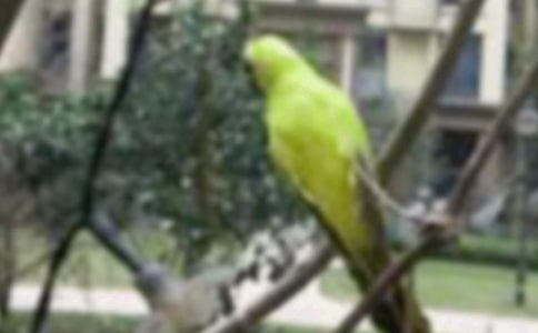 ���Ƽ���С���ͯ�����ĺϼ�6ƪ