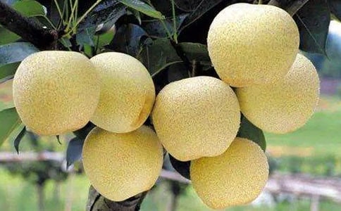 ѩ������600�֣���ѡ46ƪ��