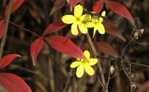 记忆中的迎春花植物作文700字(精选22篇)