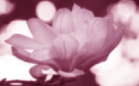 春天的玉兰花作文(精选35篇)