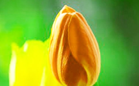 �۲�ֲ������������