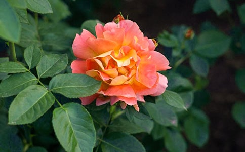 �۲��¼�����Сѧ����