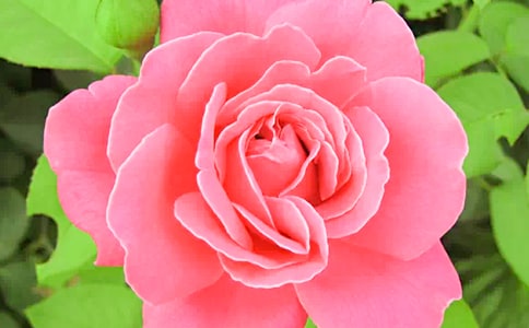 我爱月季花300字作文