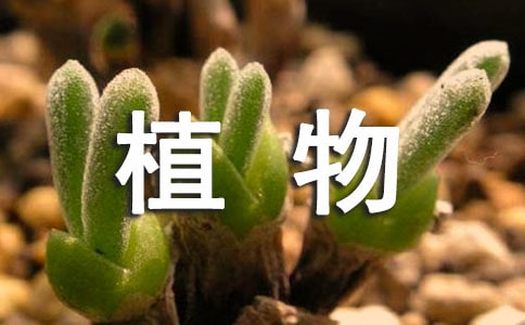 ֲ����ϰ�����