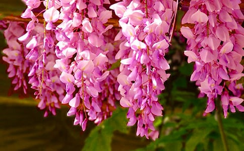 紫藤花开作文550字