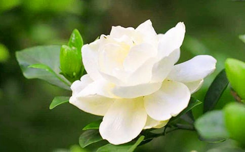 写栀子花的作文范文