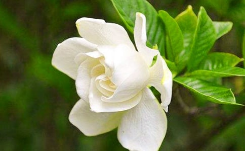 栀子花触动了我的心灵作文