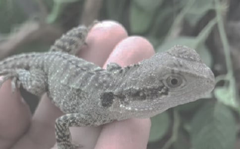 小学生作文蜥蜴与甲虫的对话