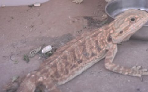 ������Ե����ߺ�Ы��