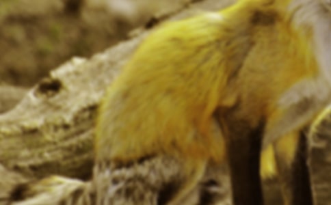 乌鸦和狐狸作文通用【8篇】