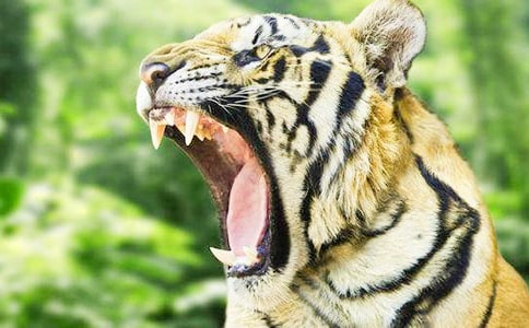 大连老虎滩作文优选【9篇】