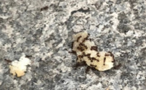 ���ر�����������300��3ƪ