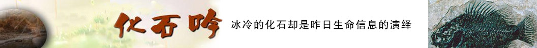 化石吟